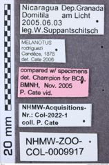 Etiketten zu Melanotus orbachorum (NHMW-ZOO-COL-0009917)